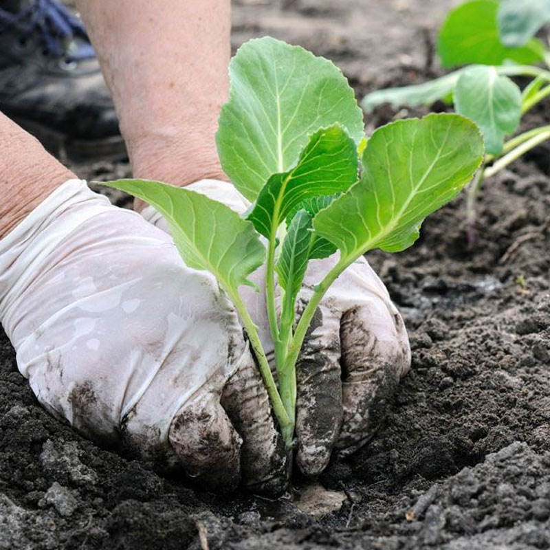 Growing Self & Co-Farming