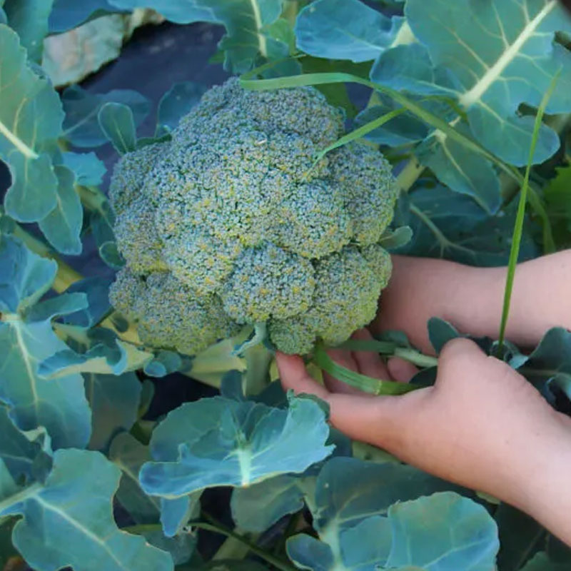 Fruts & Vegetables Harvesting