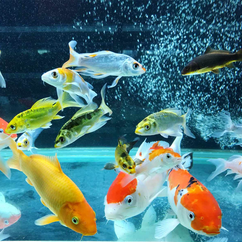 Aquarium & Ornamental Fish Aquarium & Ornamental Fish