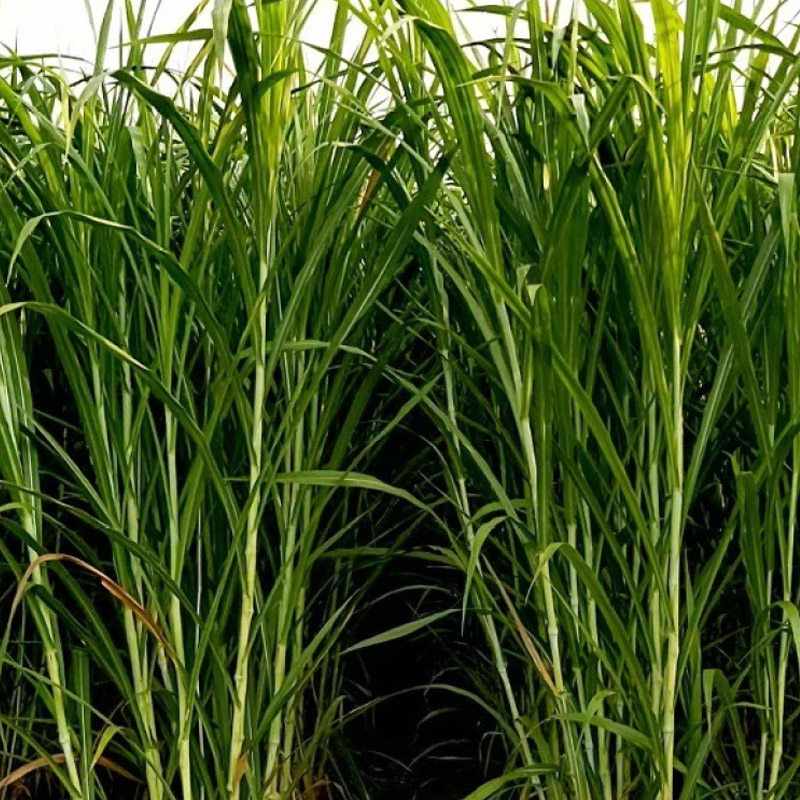 Green Fodder Green Fodder