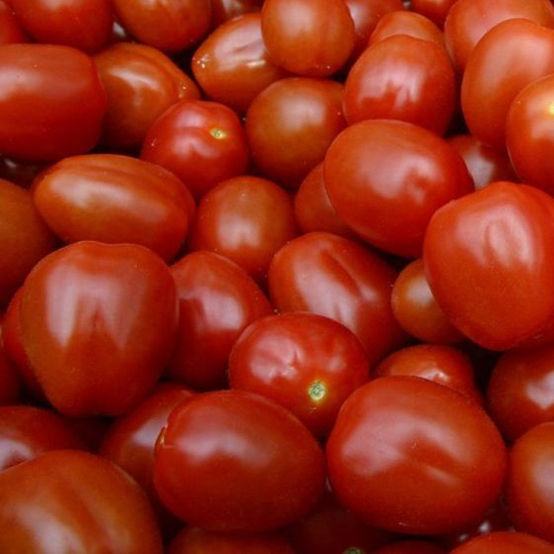Fresh Tomato (Round / Roma)