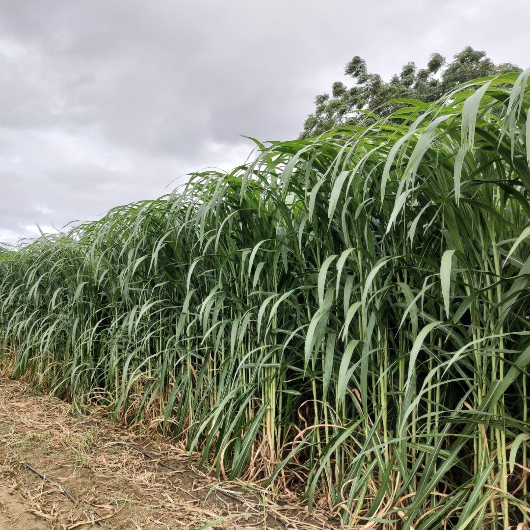 Super Napier Grass (High-Yield Fodder Cuttings & Silage)