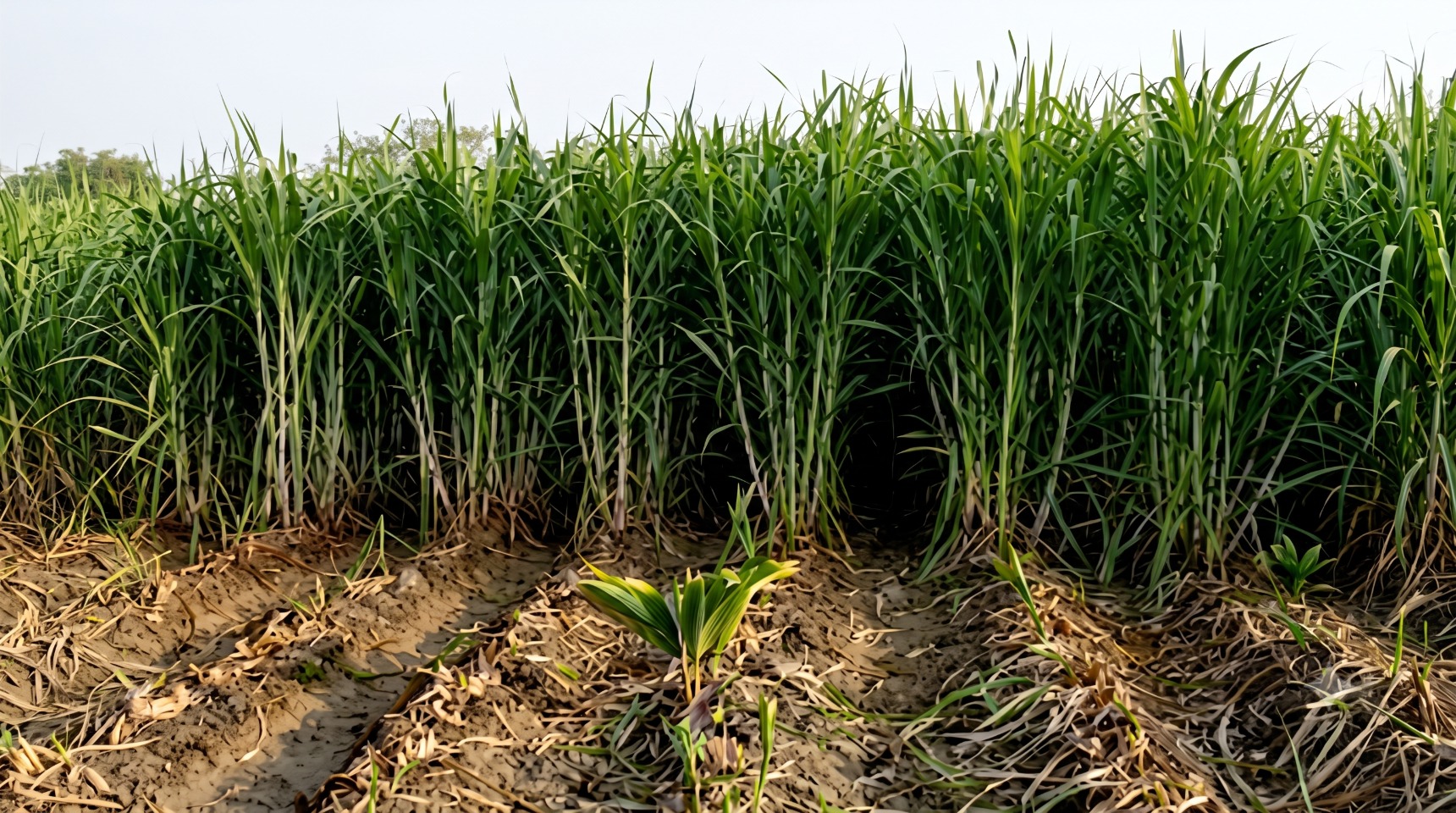 Super Napier Grass – Integrated CBG Feedstock & Commercial Livestock Green Fodder Project