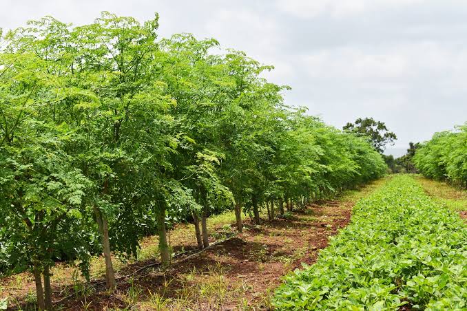 Commercial High-Density Organic Moringa Cultivation & Leaf Powder Processing Hub